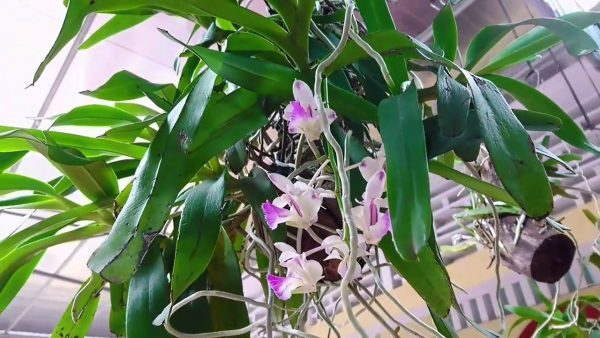 Cách ghép hoa vào giá thể