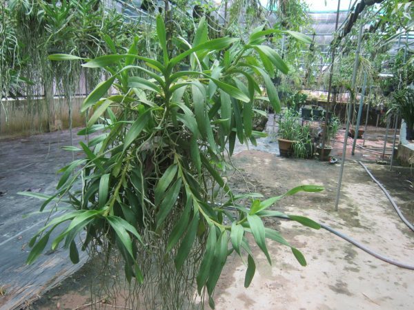 Cách trồng và chăm sóc cây hoa lan giáng hương tam bảo sắc
