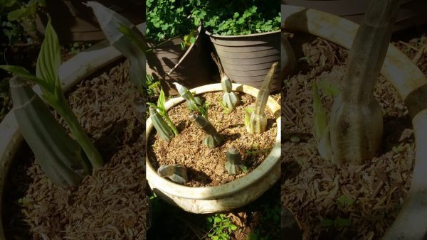 Cách trồng và chăm sóc lan bầu rượu