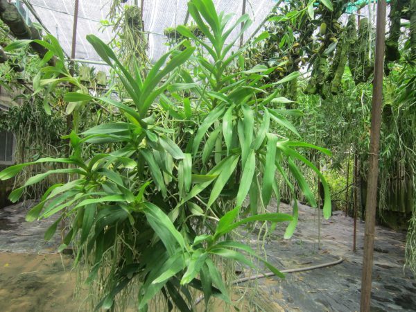Chế độ bón phân cho cây