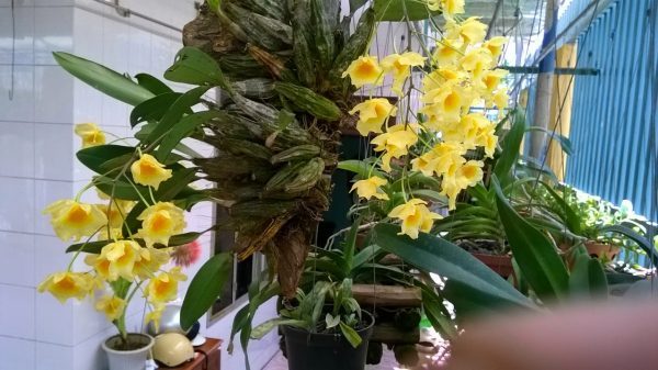 Chế độ tưới nước cho cây
