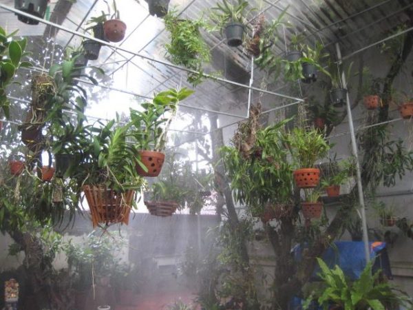 Chế độ tưới nước cho lan