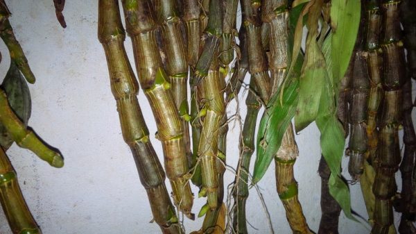 Chọn lựa cây con giống
