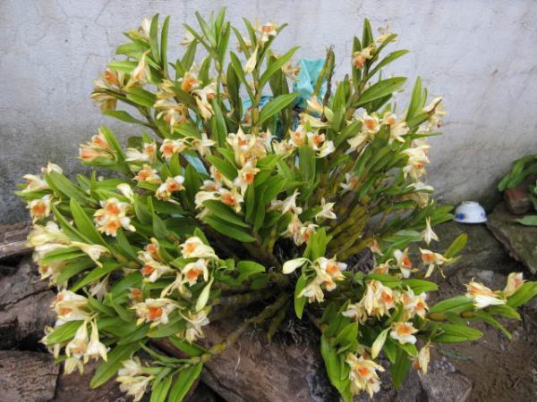 Chọn lựa giá thể trồng cây
