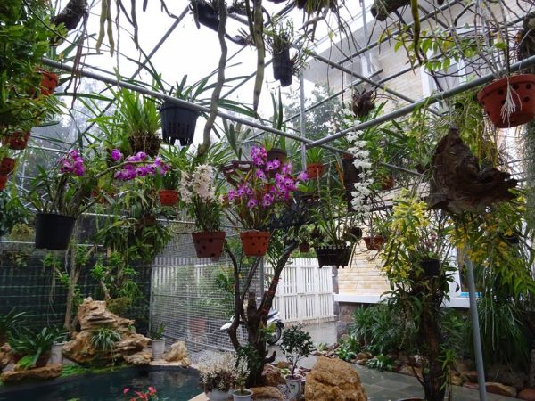 Chọn lựa giống lan phù hợp