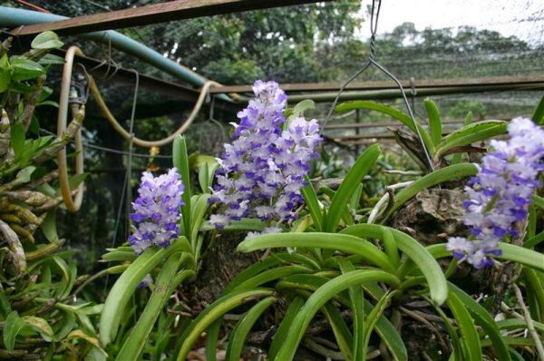 Chọn và xử lý giống