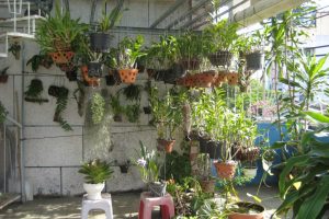 Chú ý đến việc thiết kế vườn trồng lan