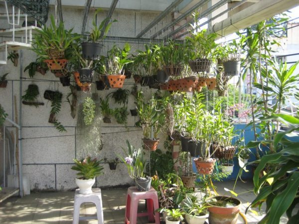 Chú ý đến việc thiết kế vườn trồng lan