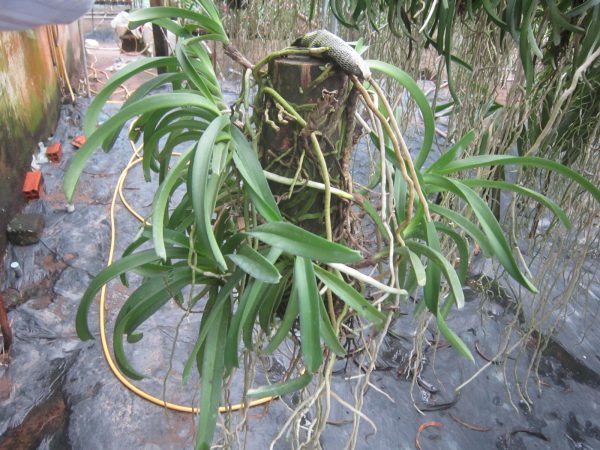 Chuẩn bị giá thể trồng