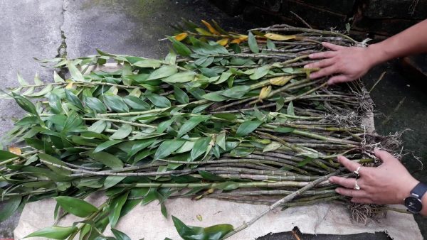 Chọn lựa cây con giống
