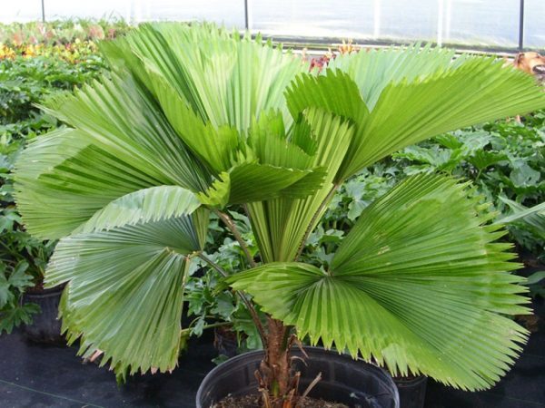 Công dụng khác của cây kè nhật