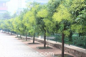 Cách trồng và chăm sóc cay hoa hòe chuẩn