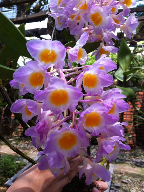 Dendrobium amabile Hoàng thảo Thủy tiên hường