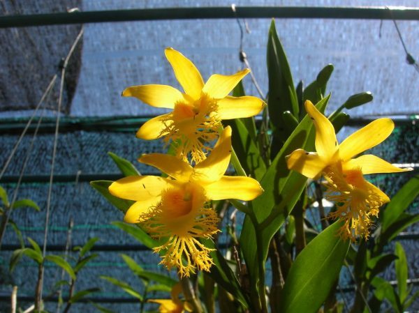 Dendrobium brymerianum Hoàng thảo hoàng long vỹ