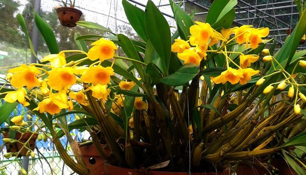 Dendrobium chrysotoxum Hoàng thảo Hoàng Lạp