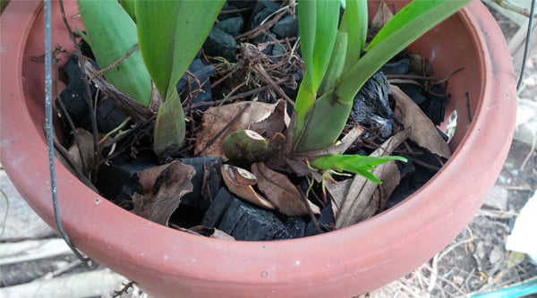 Giá thể trồng Lan vũ nữ