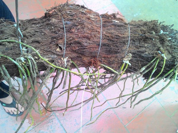 Gía thể trồng lan hạc vỹ