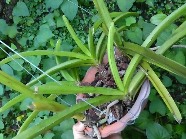 Gía thể trồng lan sóc lào