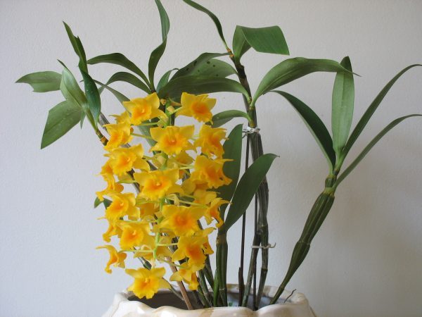 Hoàng thảo Thủy Tiên