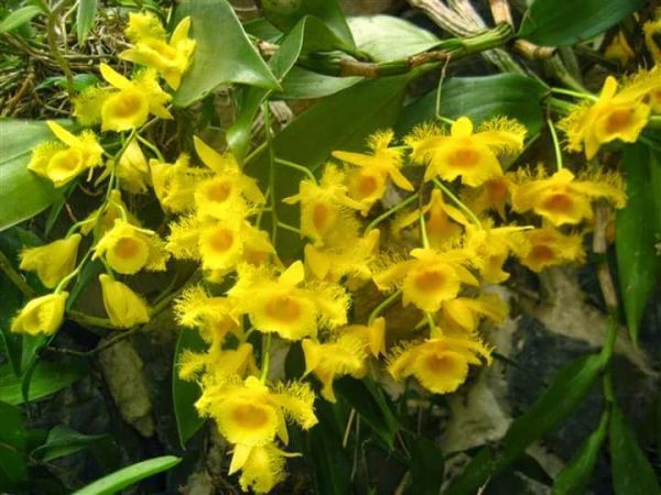 Hoàng thảo Thủy Tiên râu