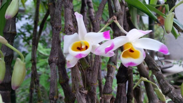 Hoàng thảo u lồi - lan tứ bảo sắc