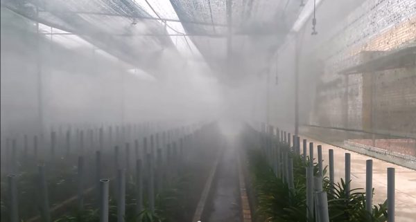 Cách trồng và chăm sóc cây chu đình lan 1