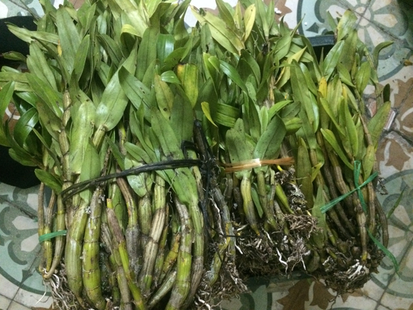 Kĩ thuật ghép cây