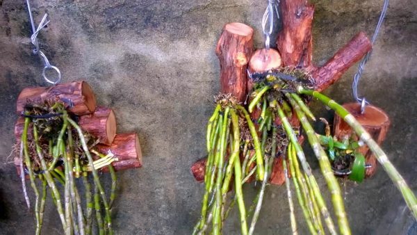 Kĩ thuật gieo trồng