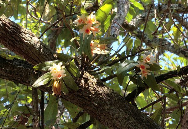 Nhất điểm hoàng - Dendrobium cariniferum