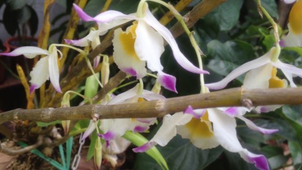 Phòng ngừa sâu bệnh hại cây
