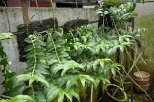Phòng trừ sâu bệnh cho lan giả hạc