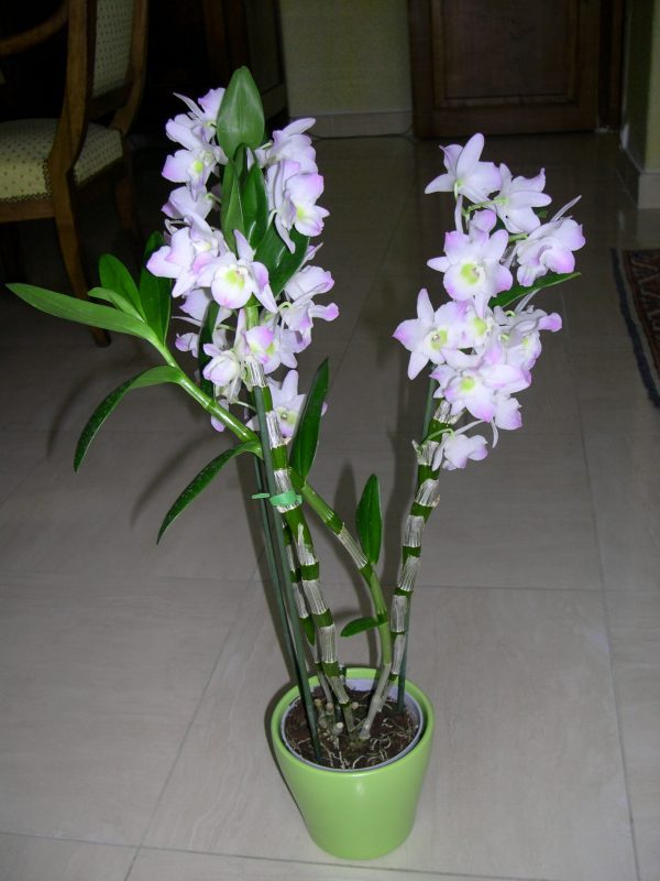 Trồng vào chậu