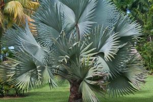 Ứng dụng của cây kè bạc