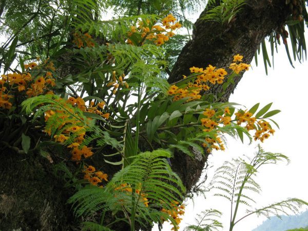 Yêu cầu điều kiện sống của lan hoàng thảo long nhãn