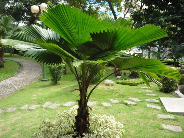 Đặc điểm của cây kè nhật