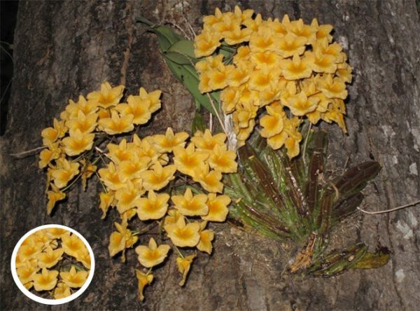 Đặc điểm của lan vảy rồng