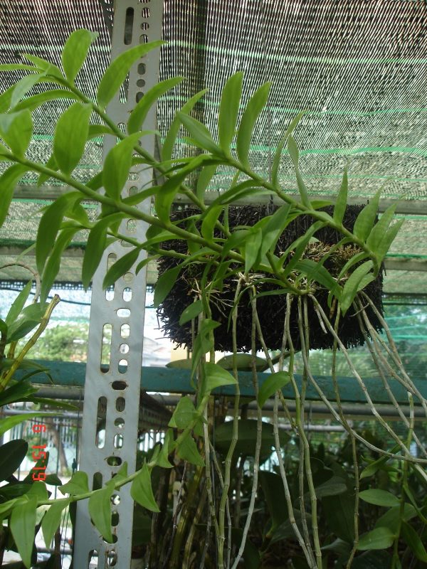 Đặc tính loài lan hạc vỹ
