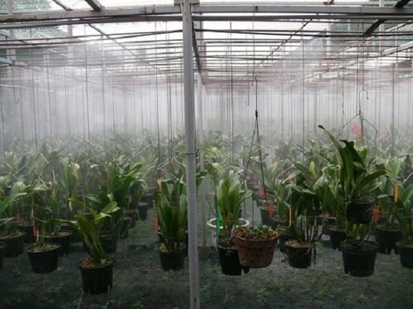 chế độ tưới nước dạng phun sương