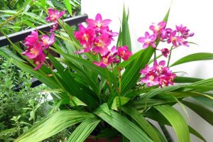 đặc điểm hình thái chu đình lan