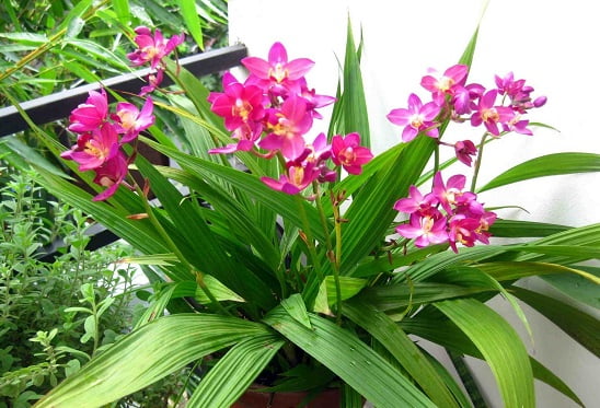 đặc điểm hình thái chu đình lan