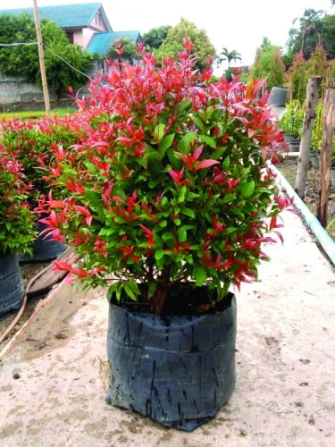 giâm cành cây hồng lộc