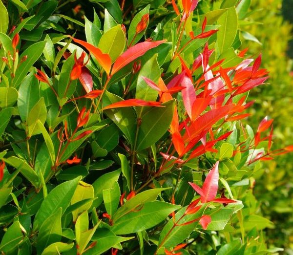 khả năng sinh trưởng của cây hồng lộc