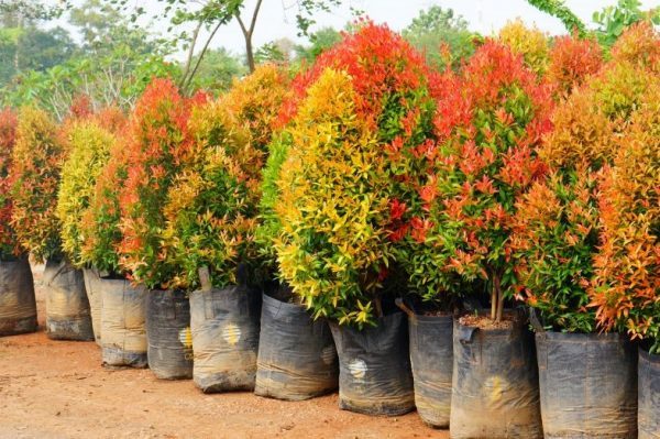 kỹ thuật trồng cây hồng lộc