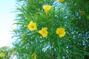 Đặc điểm của cây thông thiên