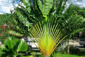 đặc điểm của cây chuối rẻ quạt