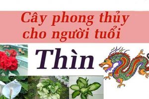 cay-phong-thuy-cho-tuoi-thin-1a
