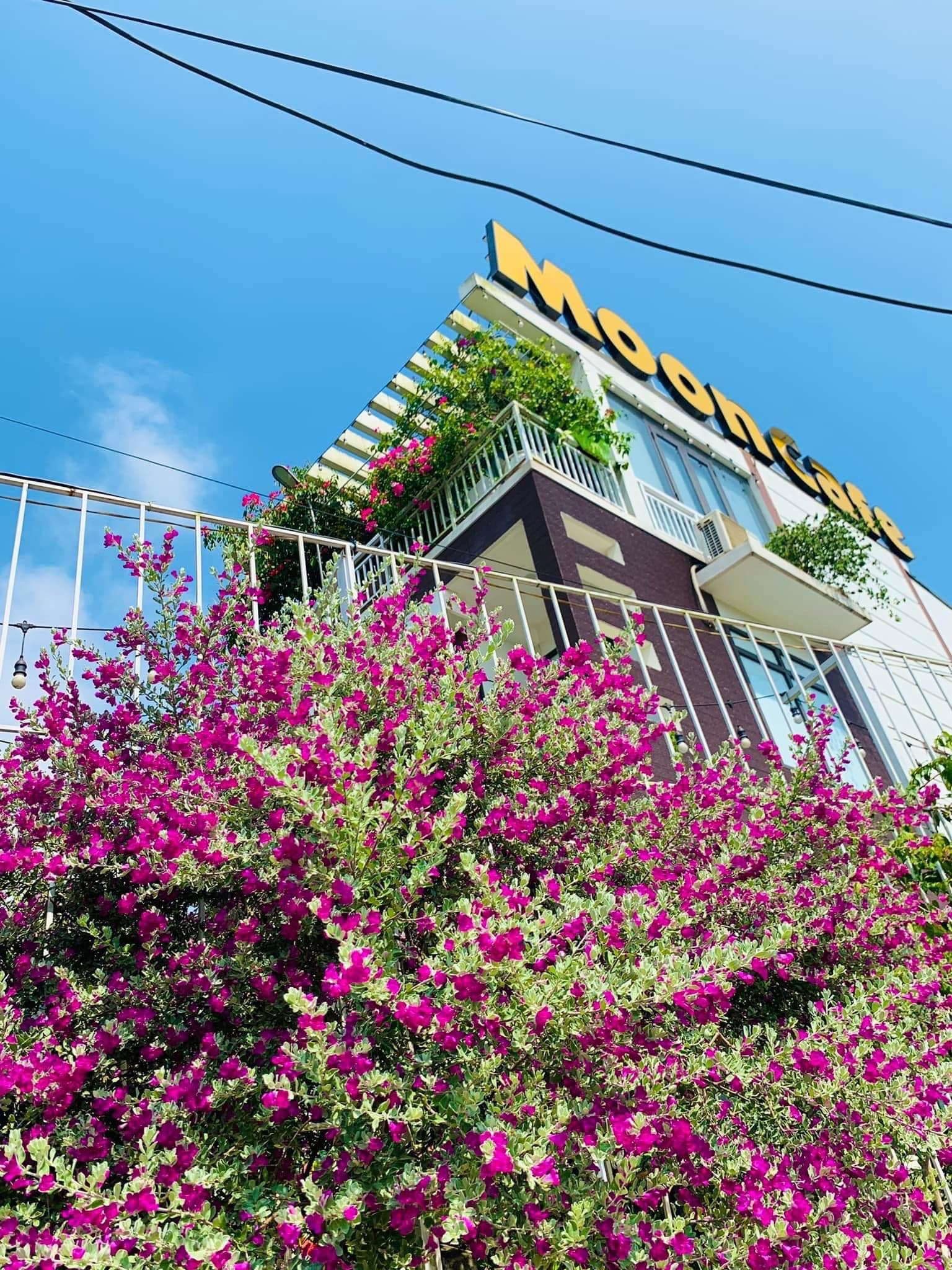 cay-tuyet-son-phi-hong-dep-8a