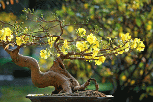 cac-loai-hoa-tet-mang-lai-may-man