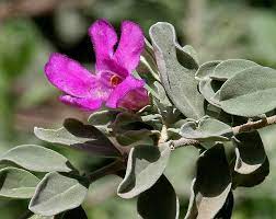 cay-tuyet-son-phi-hong-dep-15a