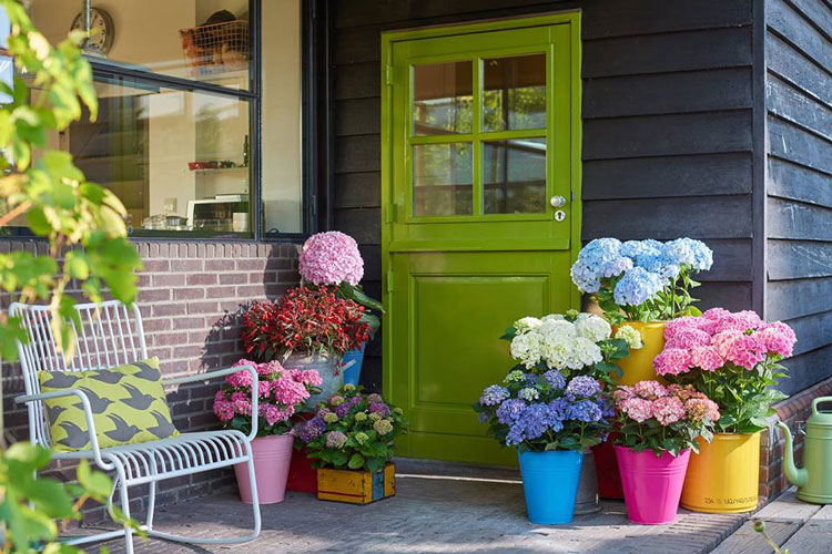 y-nghia-hoa-cam-tu-cau-net-dep-mong-manh-tuong-trung-cho-tinh-yeu-5